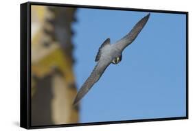 Peregrine Falcon (Falco Peregrinus) in Flight, Barcelona, Spain, April 2009-Geslin-Framed Stretched Canvas