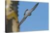 Peregrine Falcon (Falco Peregrinus) in Flight, Barcelona, Spain, April 2009-Geslin-Stretched Canvas