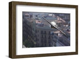 Peregrine Falcon (Falco Peregrinus) in Flight, Barcelona, Spain, April 2009-Geslin-Framed Photographic Print