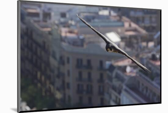 Peregrine Falcon (Falco Peregrinus) in Flight, Barcelona, Spain, April 2009-Geslin-Mounted Photographic Print