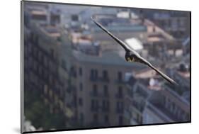Peregrine Falcon (Falco Peregrinus) in Flight, Barcelona, Spain, April 2009-Geslin-Mounted Photographic Print