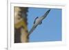 Peregrine Falcon (Falco Peregrinus) in Flight, Barcelona, Spain, April 2009-Geslin-Framed Photographic Print