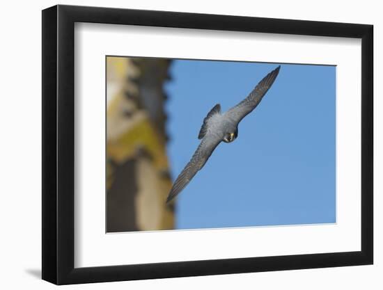 Peregrine Falcon (Falco Peregrinus) in Flight, Barcelona, Spain, April 2009-Geslin-Framed Photographic Print