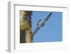 Peregrine Falcon (Falco Peregrinus) in Flight, Barcelona, Spain, April 2009-Geslin-Framed Photographic Print