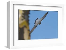 Peregrine Falcon (Falco Peregrinus) in Flight, Barcelona, Spain, April 2009-Geslin-Framed Photographic Print