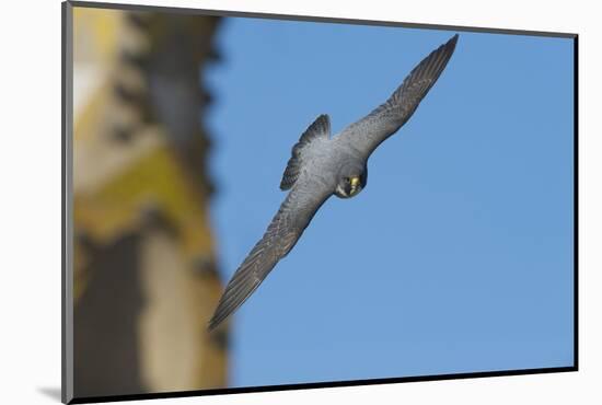 Peregrine Falcon (Falco Peregrinus) in Flight, Barcelona, Spain, April 2009-Geslin-Mounted Photographic Print