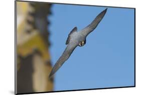 Peregrine Falcon (Falco Peregrinus) in Flight, Barcelona, Spain, April 2009-Geslin-Mounted Photographic Print