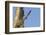 Peregrine Falcon (Falco Peregrinus) in Flight, Barcelona, Spain, April 2009-Geslin-Framed Photographic Print