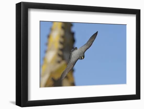 Peregrine Falcon (Falco Peregrinus) in Flight, Barcelona, Spain, April 2009-Geslin-Framed Photographic Print