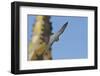 Peregrine Falcon (Falco Peregrinus) in Flight, Barcelona, Spain, April 2009-Geslin-Framed Photographic Print