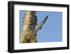 Peregrine Falcon (Falco Peregrinus) in Flight, Barcelona, Spain, April 2009-Geslin-Framed Photographic Print