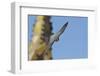 Peregrine Falcon (Falco Peregrinus) in Flight, Barcelona, Spain, April 2009-Geslin-Framed Photographic Print