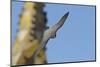 Peregrine Falcon (Falco Peregrinus) in Flight, Barcelona, Spain, April 2009-Geslin-Mounted Photographic Print