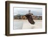 Peregrine Falcon (Falco Peregrinus) In Flight Over Roof Top, Bristol, England, UK-Bertie Gregory-Framed Photographic Print