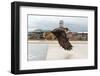 Peregrine Falcon (Falco Peregrinus) In Flight Over Roof Top, Bristol, England, UK-Bertie Gregory-Framed Photographic Print