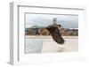 Peregrine Falcon (Falco Peregrinus) In Flight Over Roof Top, Bristol, England, UK-Bertie Gregory-Framed Photographic Print