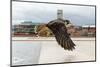 Peregrine Falcon (Falco Peregrinus) In Flight Over Roof Top, Bristol, England, UK-Bertie Gregory-Mounted Photographic Print