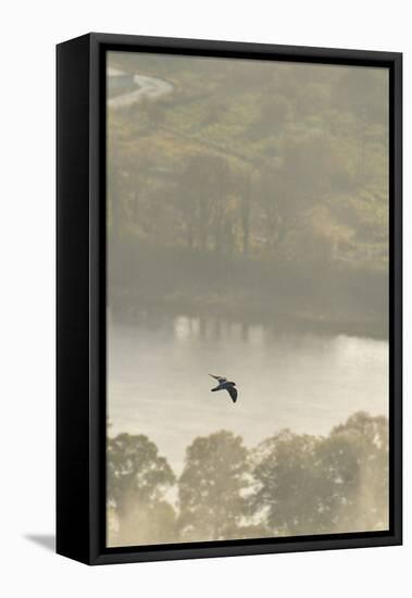 Peregrine Falcon (Falco Peregrinus) in Flight over the River Tay, Perthshire, Scotland, UK-Fergus Gill-Framed Stretched Canvas