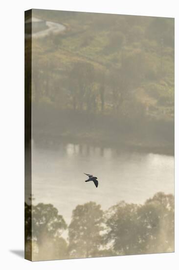 Peregrine Falcon (Falco Peregrinus) in Flight over the River Tay, Perthshire, Scotland, UK-Fergus Gill-Stretched Canvas