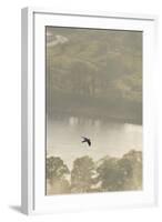 Peregrine Falcon (Falco Peregrinus) in Flight over the River Tay, Perthshire, Scotland, UK-Fergus Gill-Framed Photographic Print