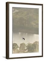 Peregrine Falcon (Falco Peregrinus) in Flight over the River Tay, Perthshire, Scotland, UK-Fergus Gill-Framed Photographic Print