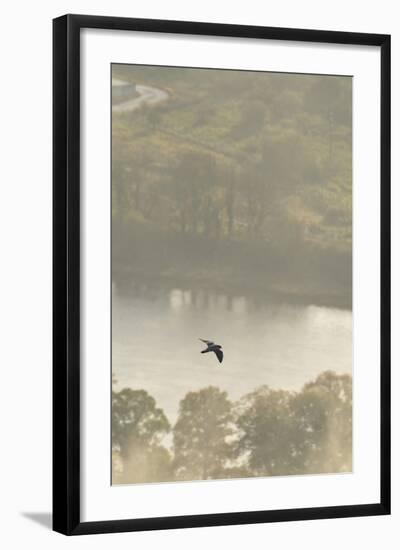 Peregrine Falcon (Falco Peregrinus) in Flight over the River Tay, Perthshire, Scotland, UK-Fergus Gill-Framed Photographic Print