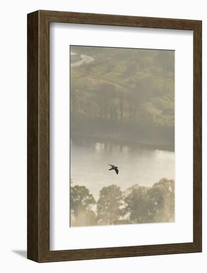 Peregrine Falcon (Falco Peregrinus) in Flight over the River Tay, Perthshire, Scotland, UK-Fergus Gill-Framed Photographic Print