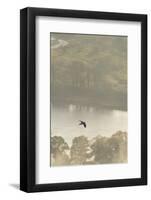 Peregrine Falcon (Falco Peregrinus) in Flight over the River Tay, Perthshire, Scotland, UK-Fergus Gill-Framed Photographic Print