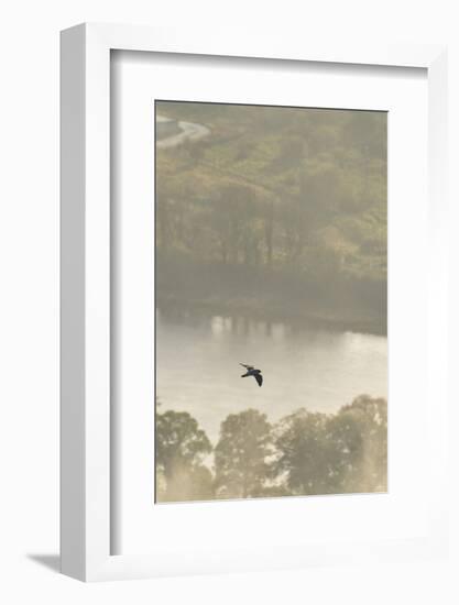Peregrine Falcon (Falco Peregrinus) in Flight over the River Tay, Perthshire, Scotland, UK-Fergus Gill-Framed Photographic Print