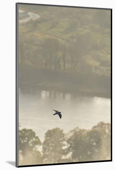 Peregrine Falcon (Falco Peregrinus) in Flight over the River Tay, Perthshire, Scotland, UK-Fergus Gill-Mounted Photographic Print