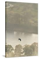 Peregrine Falcon (Falco Peregrinus) in Flight over the River Tay, Perthshire, Scotland, UK-Fergus Gill-Stretched Canvas