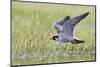 Peregrine falcon (Falco peregrinus) in flight, Vaala, Finland, June-Markus Varesvuo-Mounted Photographic Print