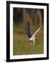 Peregrine falcon (Falco peregrinus) in flight,  Vaala, Finland, June.-Markus Varesvuo-Framed Photographic Print