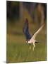 Peregrine falcon (Falco peregrinus) in flight,  Vaala, Finland, June.-Markus Varesvuo-Mounted Photographic Print