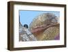 Peregrine Falcon (Falco Peregrinus) Looking Down from Spire of the Sagrada Familia Cathedral, Spain-Geslin-Framed Photographic Print