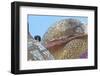 Peregrine Falcon (Falco Peregrinus) Looking Down from Spire of the Sagrada Familia Cathedral, Spain-Geslin-Framed Photographic Print