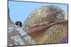 Peregrine Falcon (Falco Peregrinus) Looking Down from Spire of the Sagrada Familia Cathedral, Spain-Geslin-Mounted Photographic Print