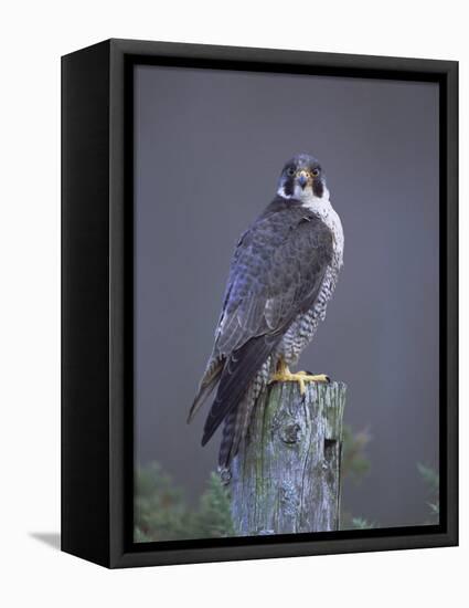 Peregrine Falcon (Falco Peregrinus), Scotland, UK, Europe-David Tipling-Framed Stretched Canvas