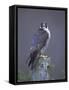 Peregrine Falcon (Falco Peregrinus), Scotland, UK, Europe-David Tipling-Framed Stretched Canvas