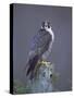 Peregrine Falcon (Falco Peregrinus), Scotland, UK, Europe-David Tipling-Stretched Canvas