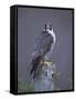 Peregrine Falcon (Falco Peregrinus), Scotland, UK, Europe-David Tipling-Framed Stretched Canvas