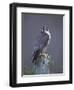 Peregrine Falcon (Falco Peregrinus), Scotland, UK, Europe-David Tipling-Framed Photographic Print