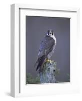 Peregrine Falcon (Falco Peregrinus), Scotland, UK, Europe-David Tipling-Framed Photographic Print