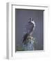 Peregrine Falcon (Falco Peregrinus), Scotland, UK, Europe-David Tipling-Framed Photographic Print