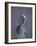 Peregrine Falcon (Falco Peregrinus), Scotland, UK, Europe-David Tipling-Framed Photographic Print