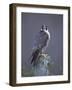 Peregrine Falcon (Falco Peregrinus), Scotland, UK, Europe-David Tipling-Framed Photographic Print