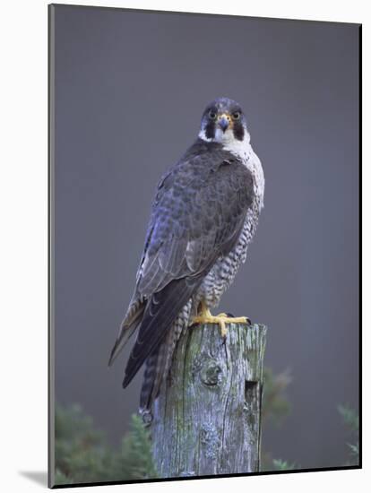 Peregrine Falcon (Falco Peregrinus), Scotland, UK, Europe-David Tipling-Mounted Photographic Print