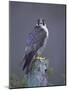 Peregrine Falcon (Falco Peregrinus), Scotland, UK, Europe-David Tipling-Mounted Photographic Print