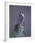 Peregrine Falcon (Falco Peregrinus), Scotland, UK, Europe-David Tipling-Framed Photographic Print