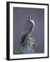 Peregrine Falcon (Falco Peregrinus), Scotland, UK, Europe-David Tipling-Framed Photographic Print